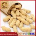 Roasted Chinese Origin Groundnut Good Quality Bulk Price